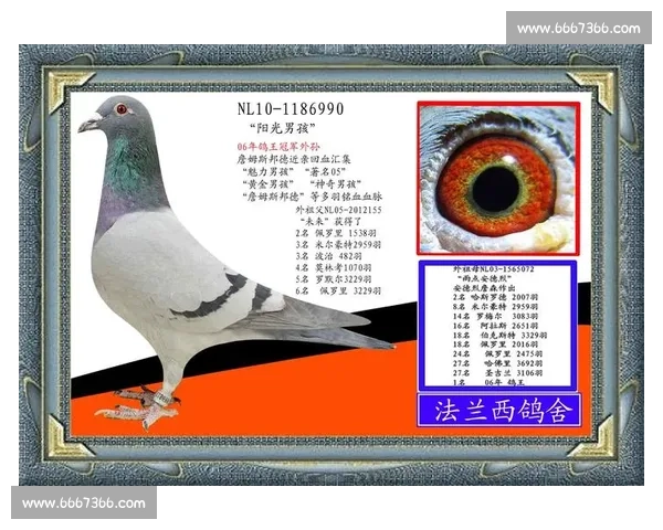 信鸽比赛的竞技魅力与培养技巧解析