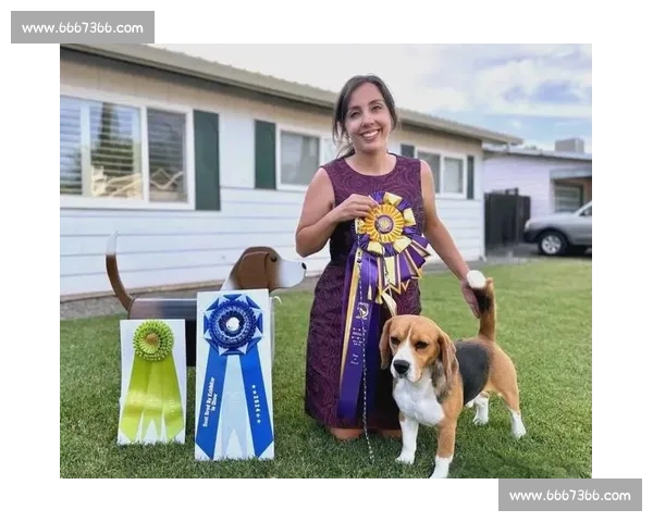 全国宠物犬大赛精彩开幕 各路犬种同台竞技争夺冠军荣耀