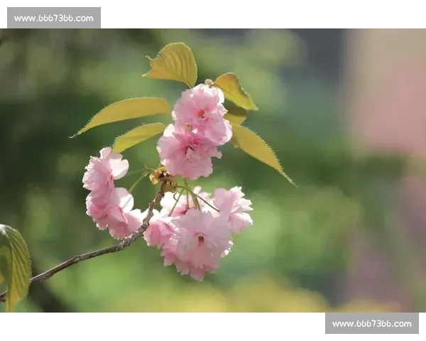 春日樱花盛开瞬间捕捉摄影大赛精彩作品展 春日樱花盛开瞬间捕捉摄影大赛精彩作品展